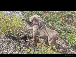 English Bulldog dogs Female English bulldog nearly 2 years old - Advert 13
