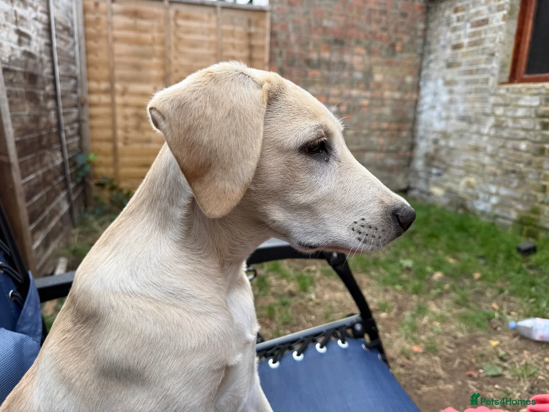 Labrador Retriever dogs for sale: 5 month old Labrador  in London - Advert 2