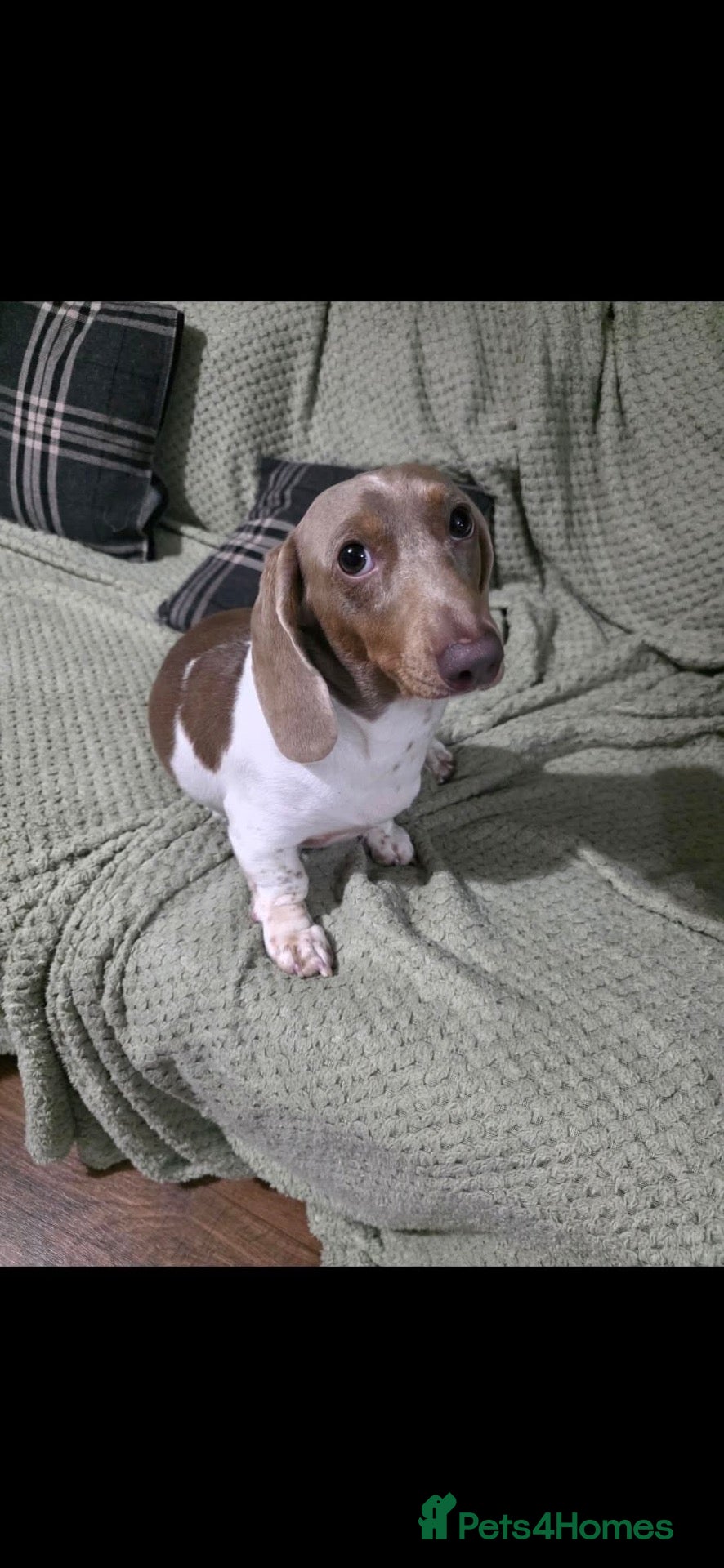 Miniature Dachshund dogs for stud: ✨⭐️outstanding  Isabella tan piebald  stud ⭐️✨ - Advert 1