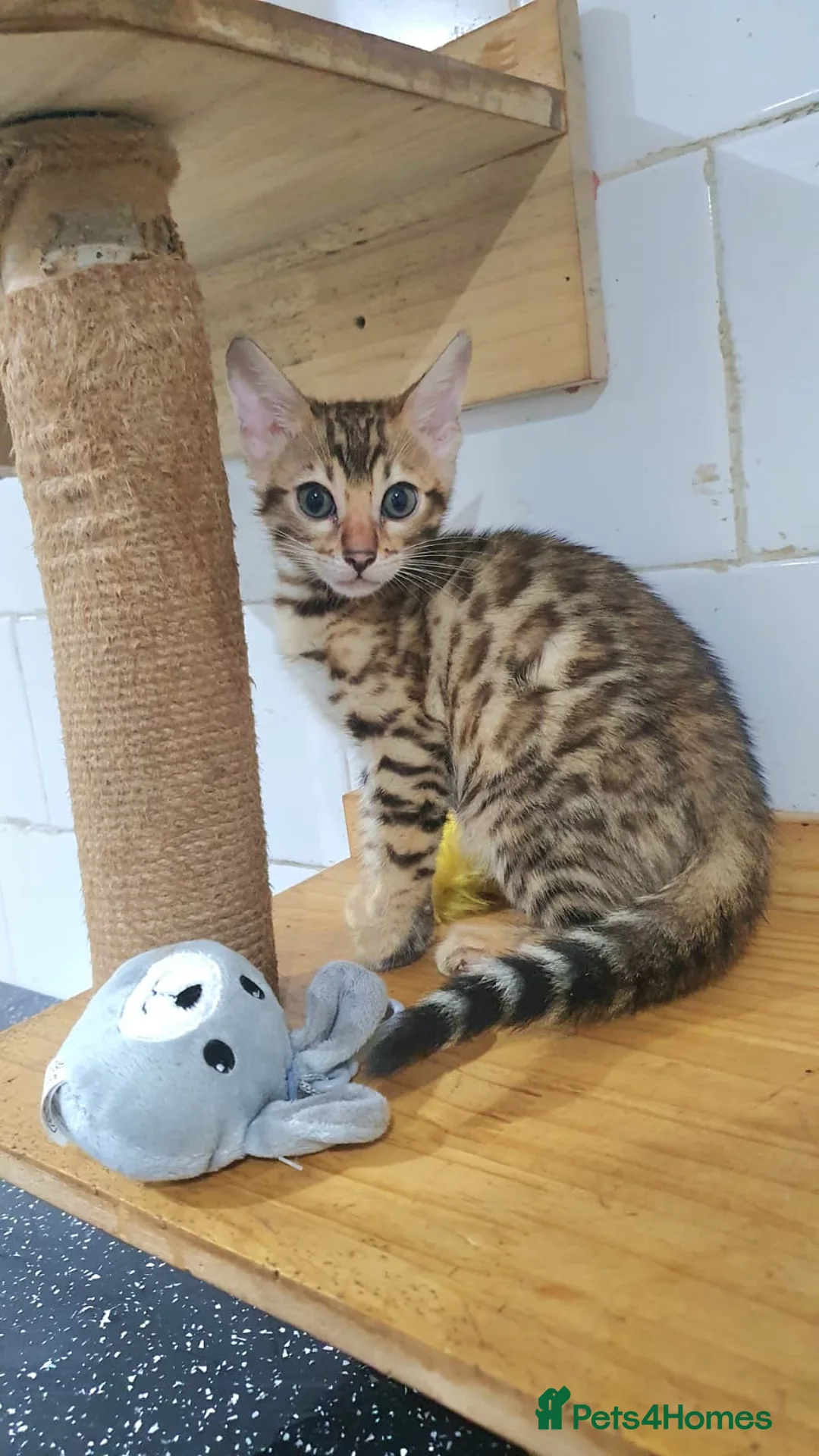 Bengal cats for sale: 🔥✨Pedigree TICA-Registered Bengals - Advert 8