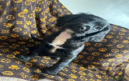 Cocker Spaniel dogs for sale: COCKER SPANIEL GIRLS READY FOR NEW HOMES  - Image 18