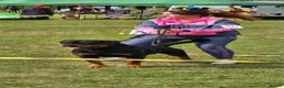 Rottweiler dogs for stud: Romanian Junior Champion Rottguardian Igor - Advert 19
