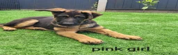 German Shepherd dogs for sale: German sheperd - Advert 8