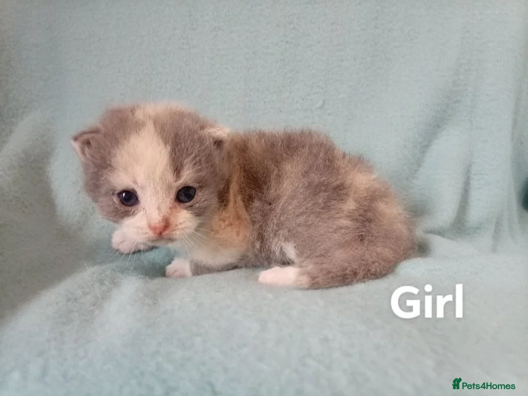 British Shorthair cats for sale: British short hair kittens ready to view - Advert 1