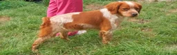 Brittany Spaniel dogs for adoption: Xirius - Advert 2