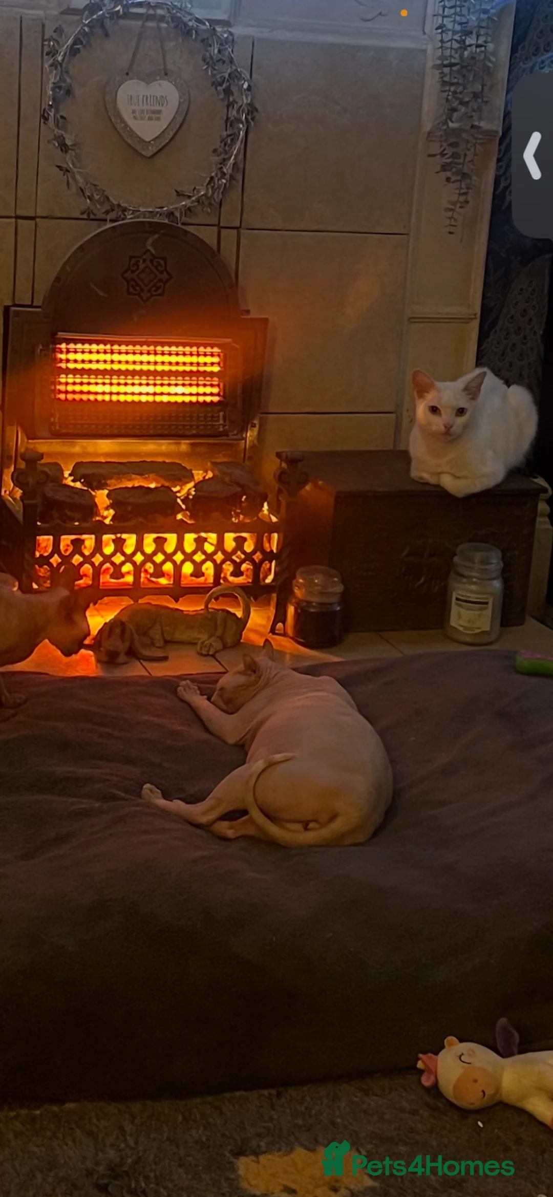 Mixed Breed cats for sale: Beautiful pure white castrated male cat - Advert 5