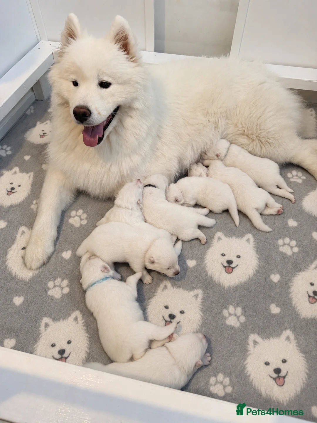 Samoyed dogs for sale: 🐾 Beautiful Samoyed Puppies Available 🐾 - Advert 1