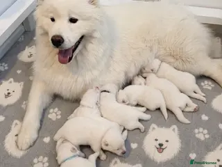 Samoyed dogs 🐾 Beautiful Samoyed Puppies Available 🐾 - Advert 1
