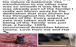 Maine Coon cats for sale: HIGH SILVER EHITE  GIRL ✨TICA REG BREEDER - Image 15