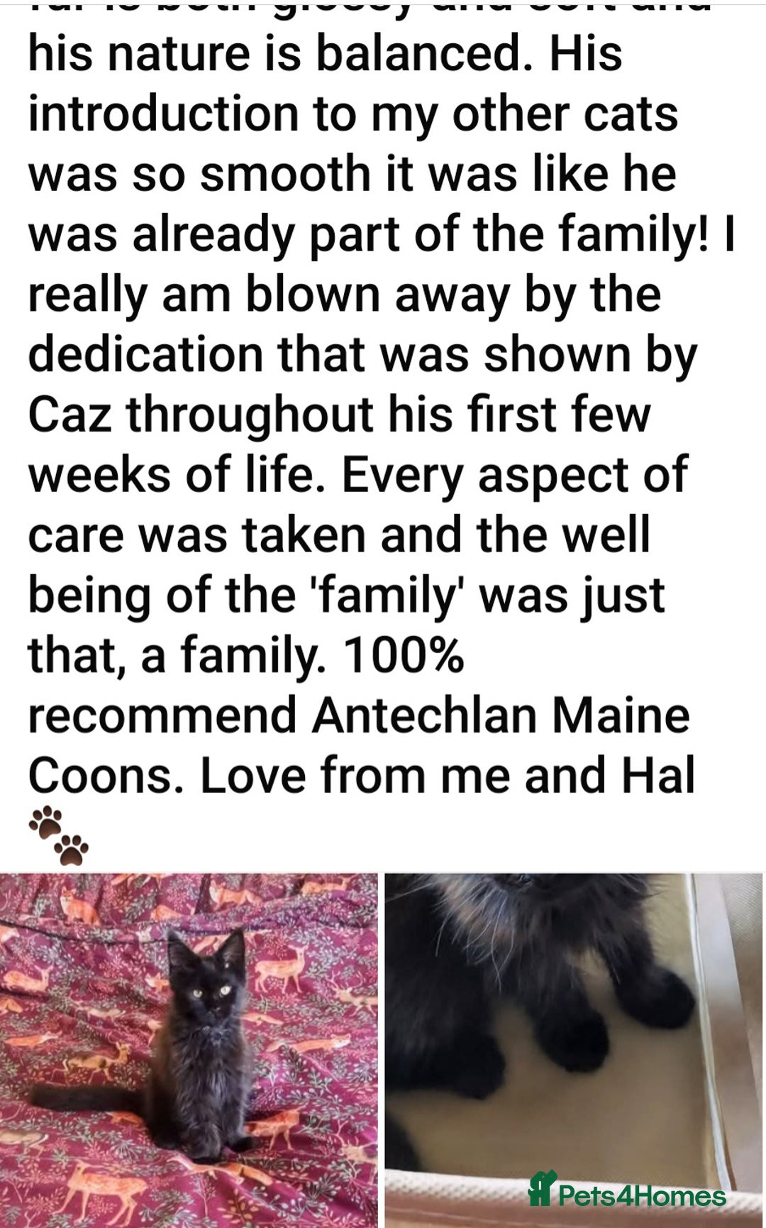 Maine Coon cats for sale: HIGH SILVER EHITE  GIRL ✨TICA REG BREEDER - Image 15