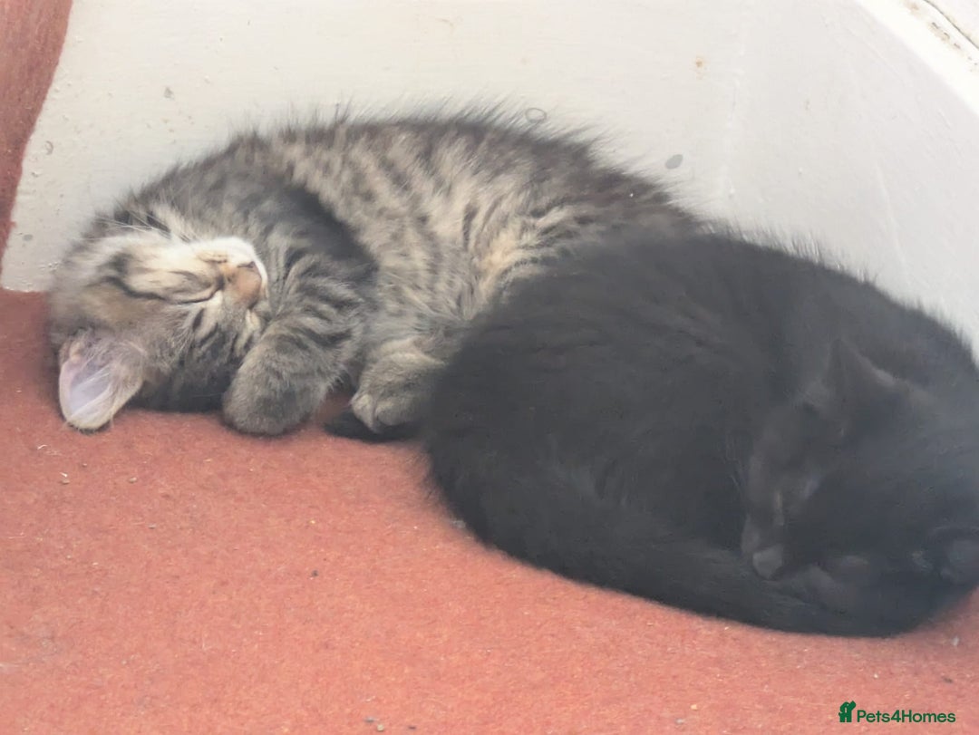 Domestic Shorthair cats for sale: Kind Homes Only – 4 Beautiful Healthy Kittens in Edgware - Image 25