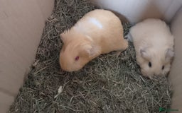 Guinea Pig rodents for sale: Beautiful cream cornet cross boy guinea pigs - Image 5