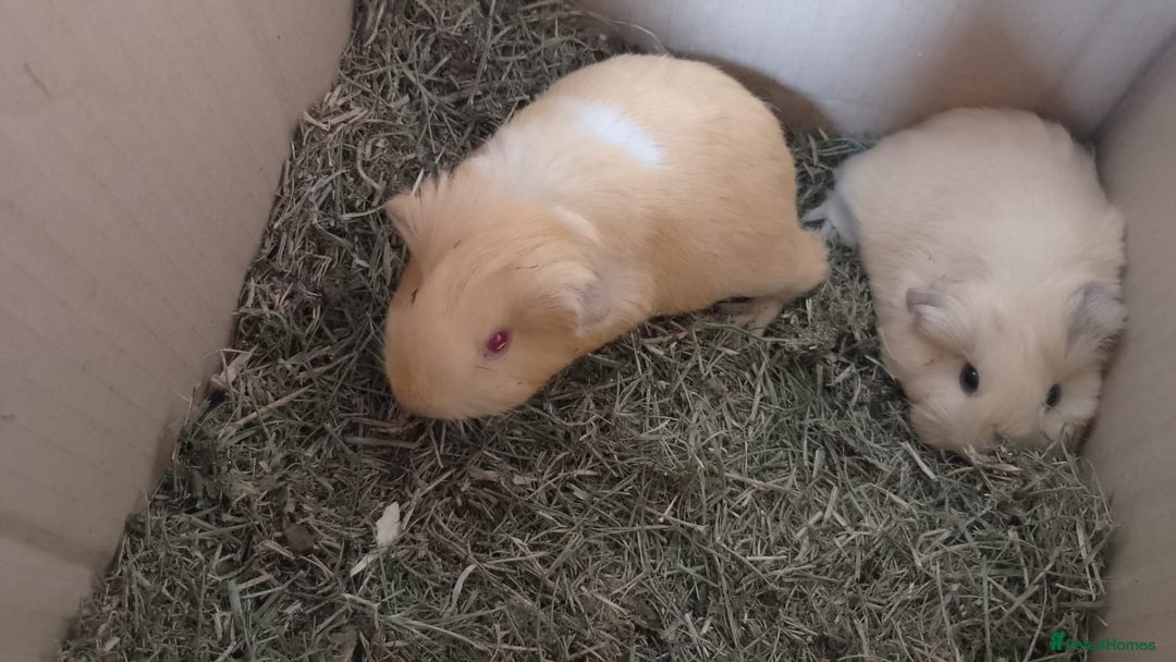 Guinea Pig rodents for sale: Beautiful cream cornet cross boy guinea pigs - Image 5