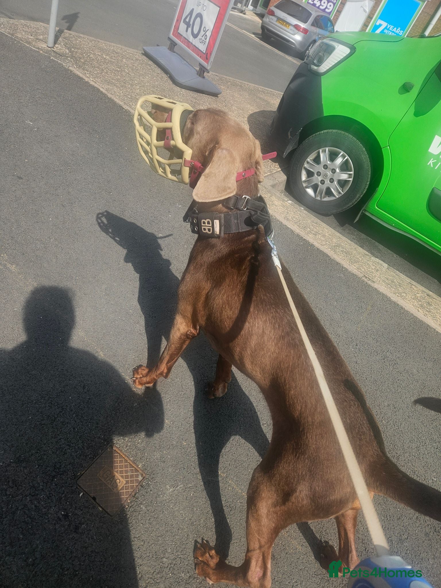 Dobermann dogs Rehome of raa - Advert 2