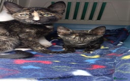 European cats for adoption: Tortoiseshell female Kitten - Image 11