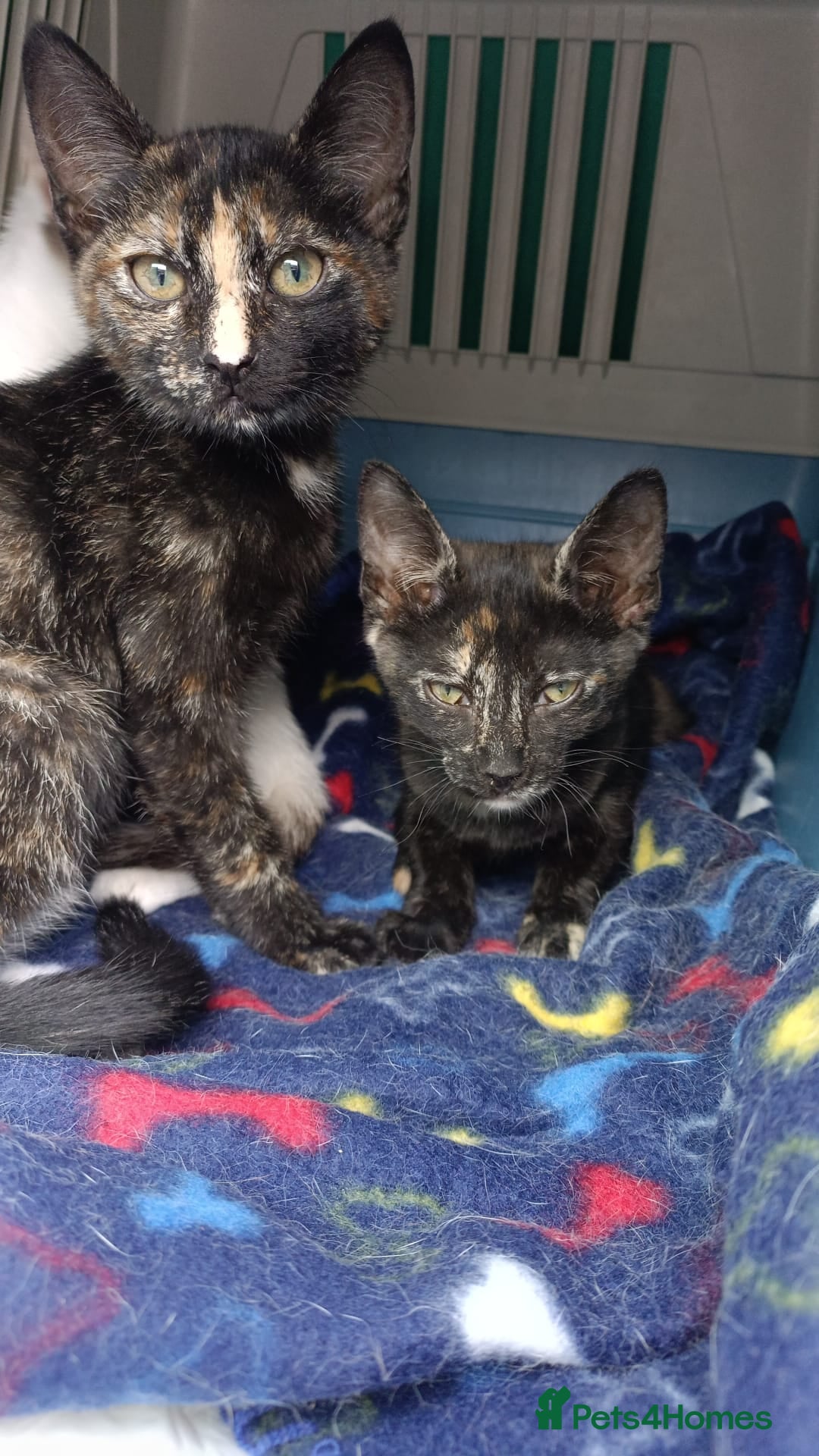 European cats for adoption: Tortoiseshell female Kitten - Image 11