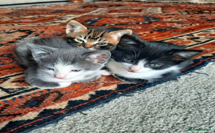 Mixed Breed cats - Advert 3