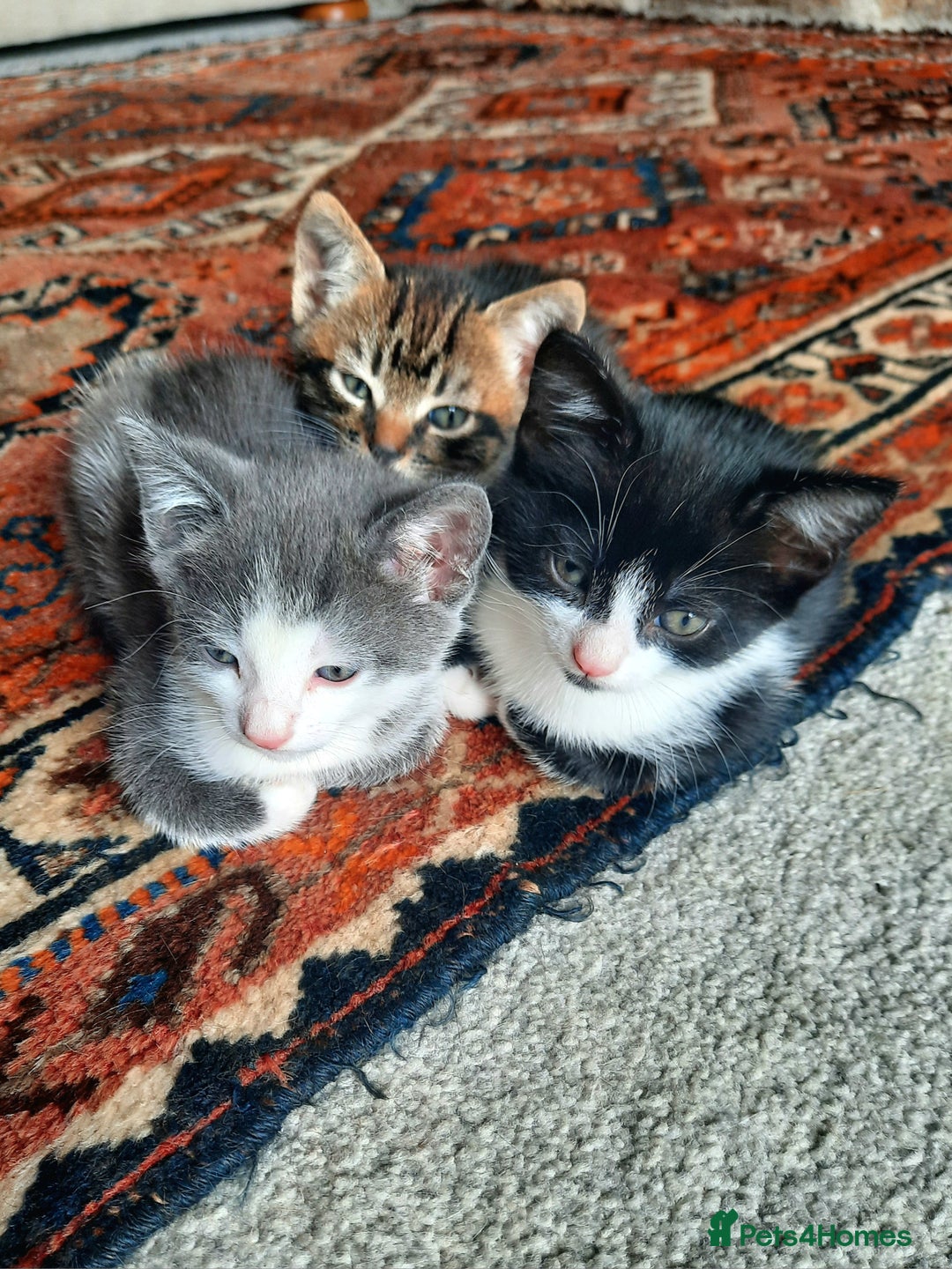 Mixed Breed cats for sale: Beautiful friendly kittens.  - Image 1