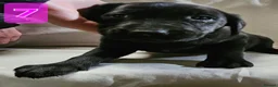 Labrador Retriever dogs for sale: Beautiful Black & Golden Labrador Puppies  - Advert 10