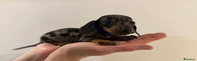 Miniature Dachshund Puppy 3