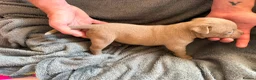 American Bully dogs for sale: ABKC REGISTERED Pocket bullz - Advert 20