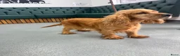 Cocker Spaniel dogs for sale: Adult show cocker spaniel  - Advert 1