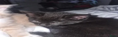 Maine Coon 2