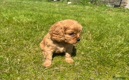 Cavalier King Charles Spaniel dogs for sale: Stunning cavalier King Charles spaniel puppies. - Image 24