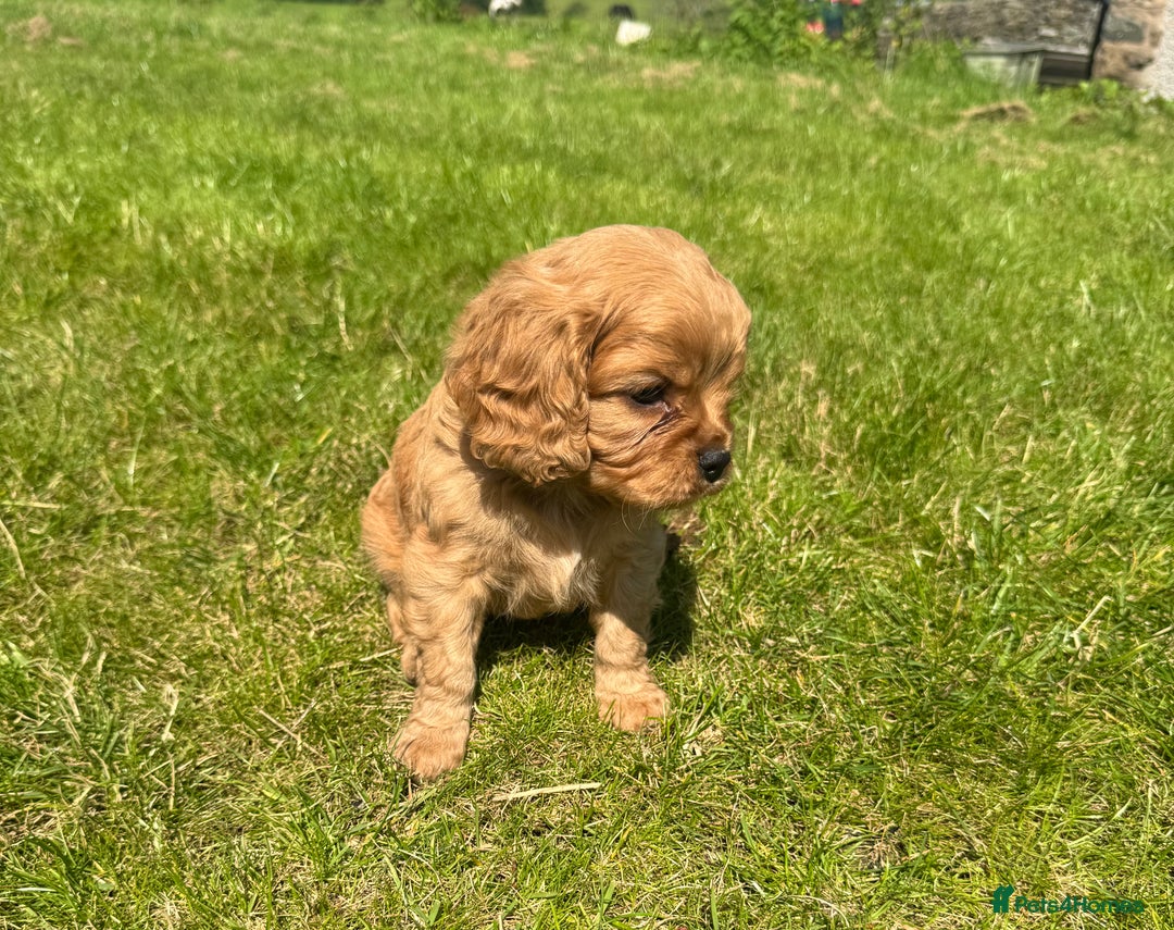 Cavalier King Charles Spaniel dogs for sale: Stunning cavalier King Charles spaniel puppies. - Image 24