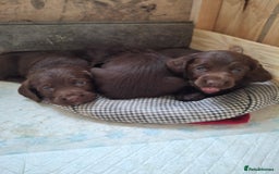Cocker Spaniel dogs for sale: KC Cocker spaniel puppies  - Image 3