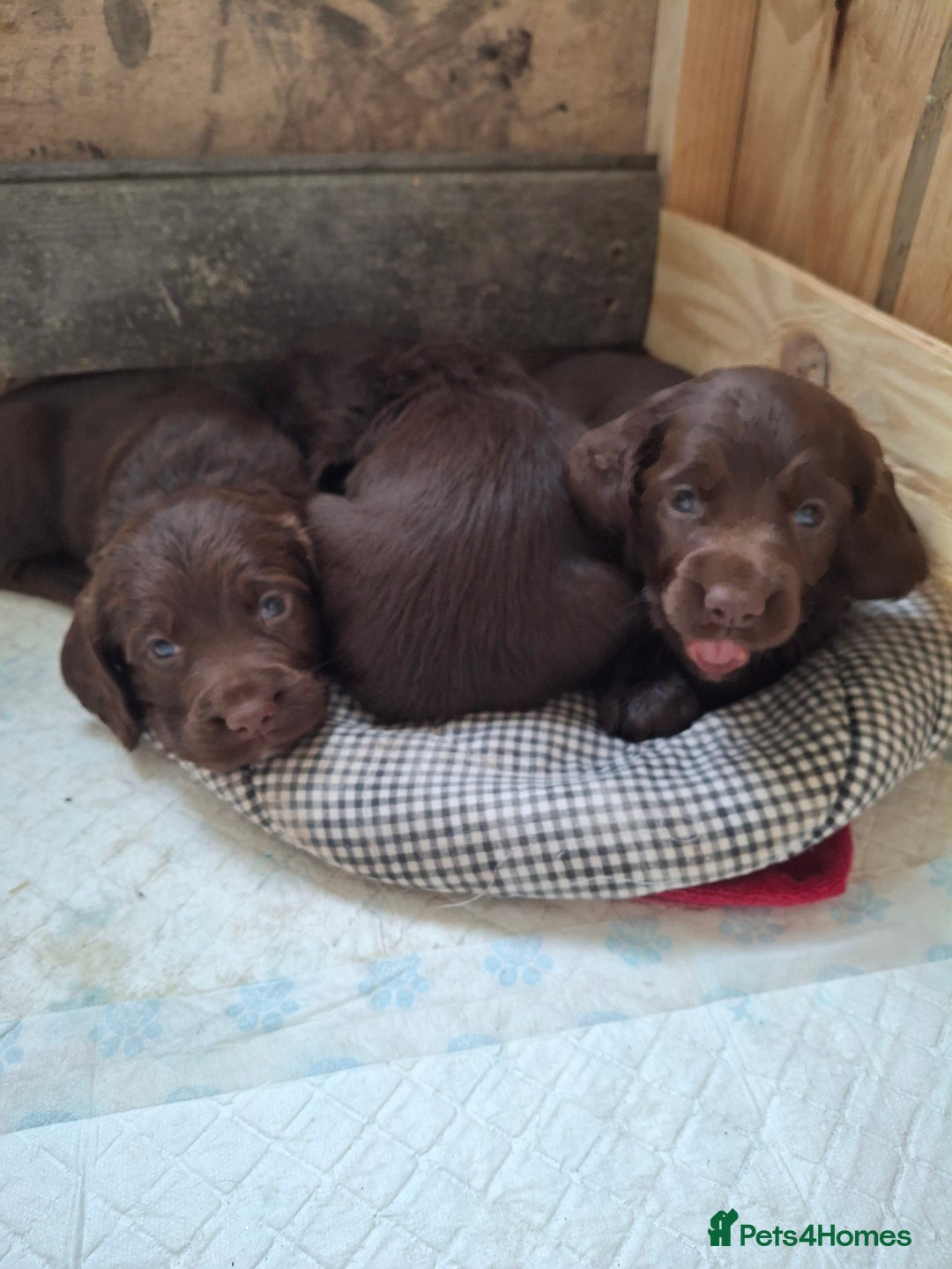 Cocker Spaniel dogs for sale: KC Cocker spaniel puppies  - Image 3