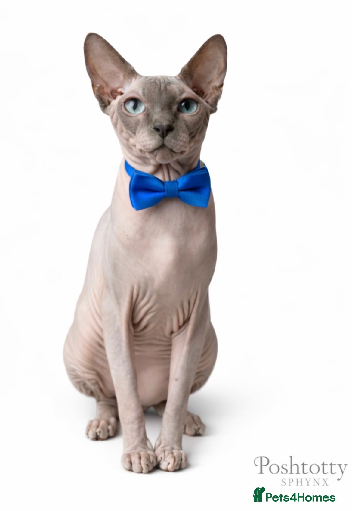 Sphynx cats Sphynx Kittens - European Champion Bloodlines - Advert 11