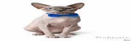 Sphynx cats for sale: Poshtotty Sphynx  - Advert 6