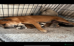 Staffordshire Bull Terrier dogs for sale: Outstanding dual breeding  - Image 3