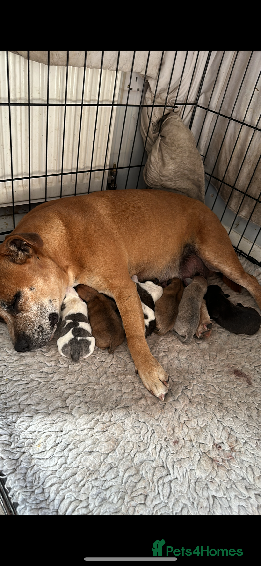 Staffordshire Bull Terrier dogs for sale: Outstanding dual breeding  - Image 3