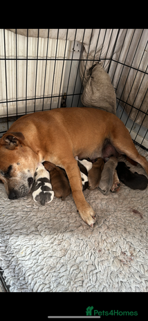 Staffordshire Bull Terrier dogs - Advert 1