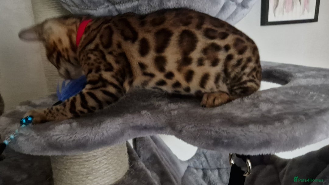 Bengal cats for sale: Last one😍Pure Bengal kittens❤️Ready to go😍 - Image 30