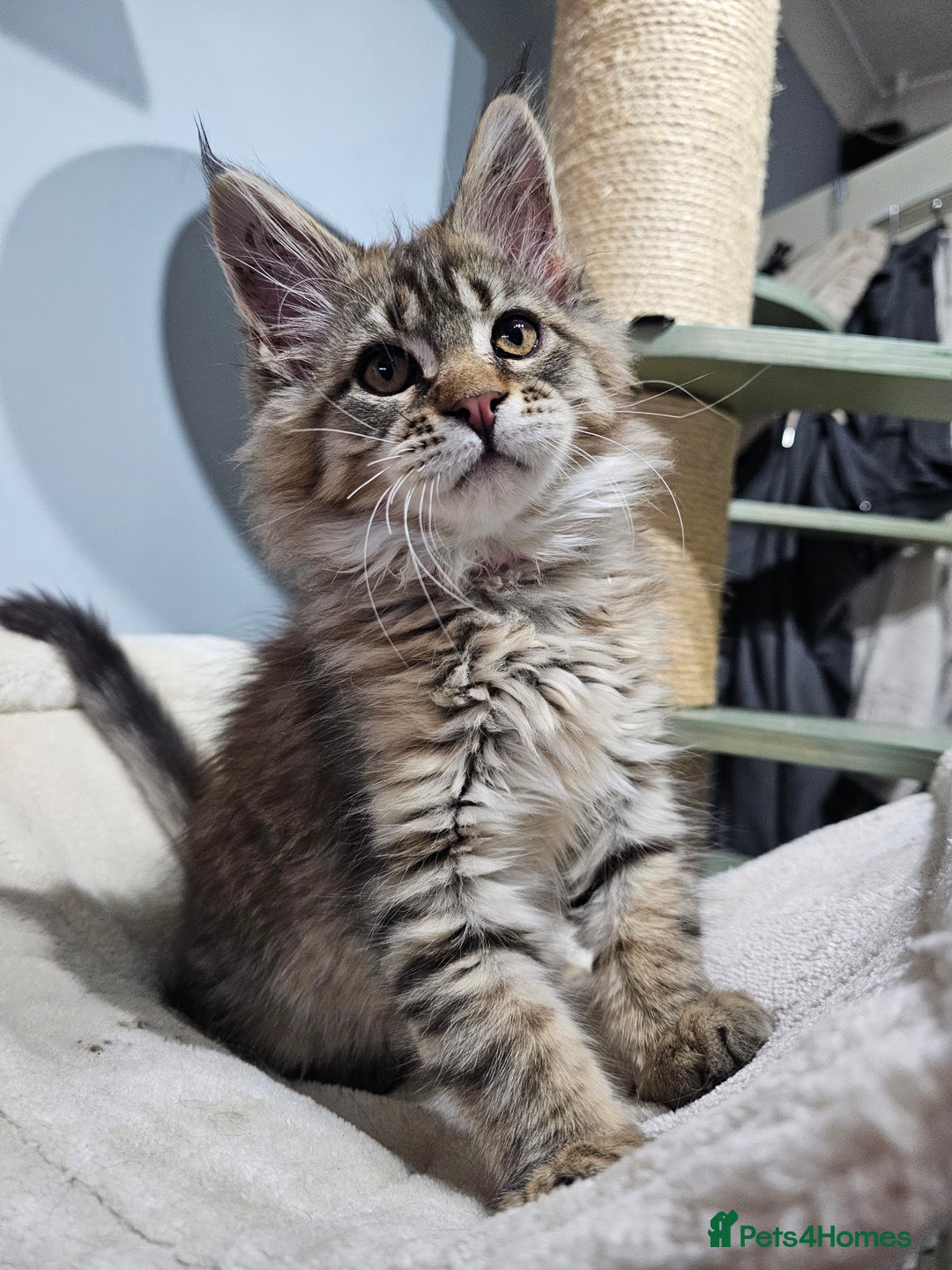 Maine Coon cats for sale: Pedigree Maine Coon kittens - Advert 3