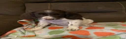 English Springer Spaniel dogs for sale: Springer Spaniel Puppies in Waterlooville - Advert 5