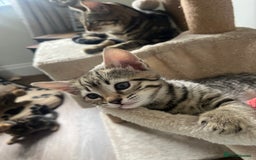 Bengal cats for sale: 1 grey bengal kitten.  - Image 3