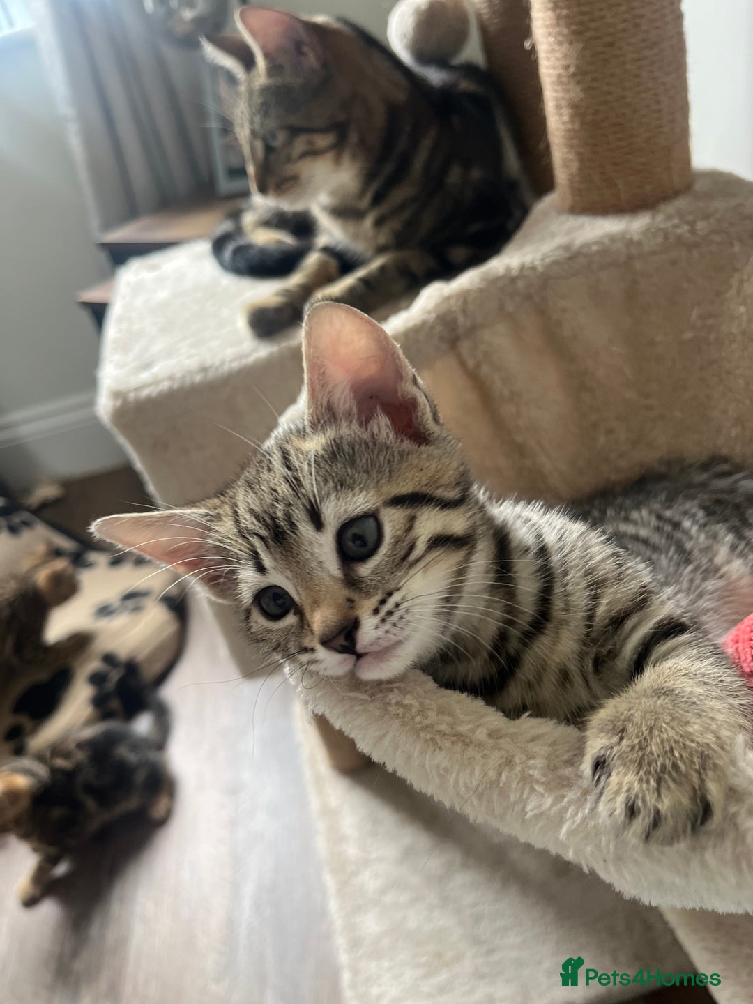 Bengal cats for sale: 1 grey bengal kitten.  - Image 3