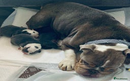 English Bulldog dogs for sale: 8 week old beautiful English Bulldog - Advert 1