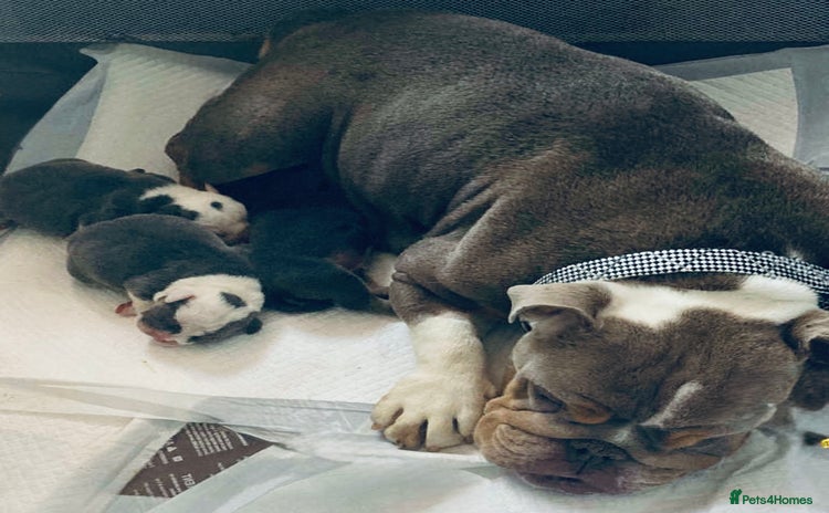 English Bulldog dogs 8 week old beautiful English Bulldog - Advert 1