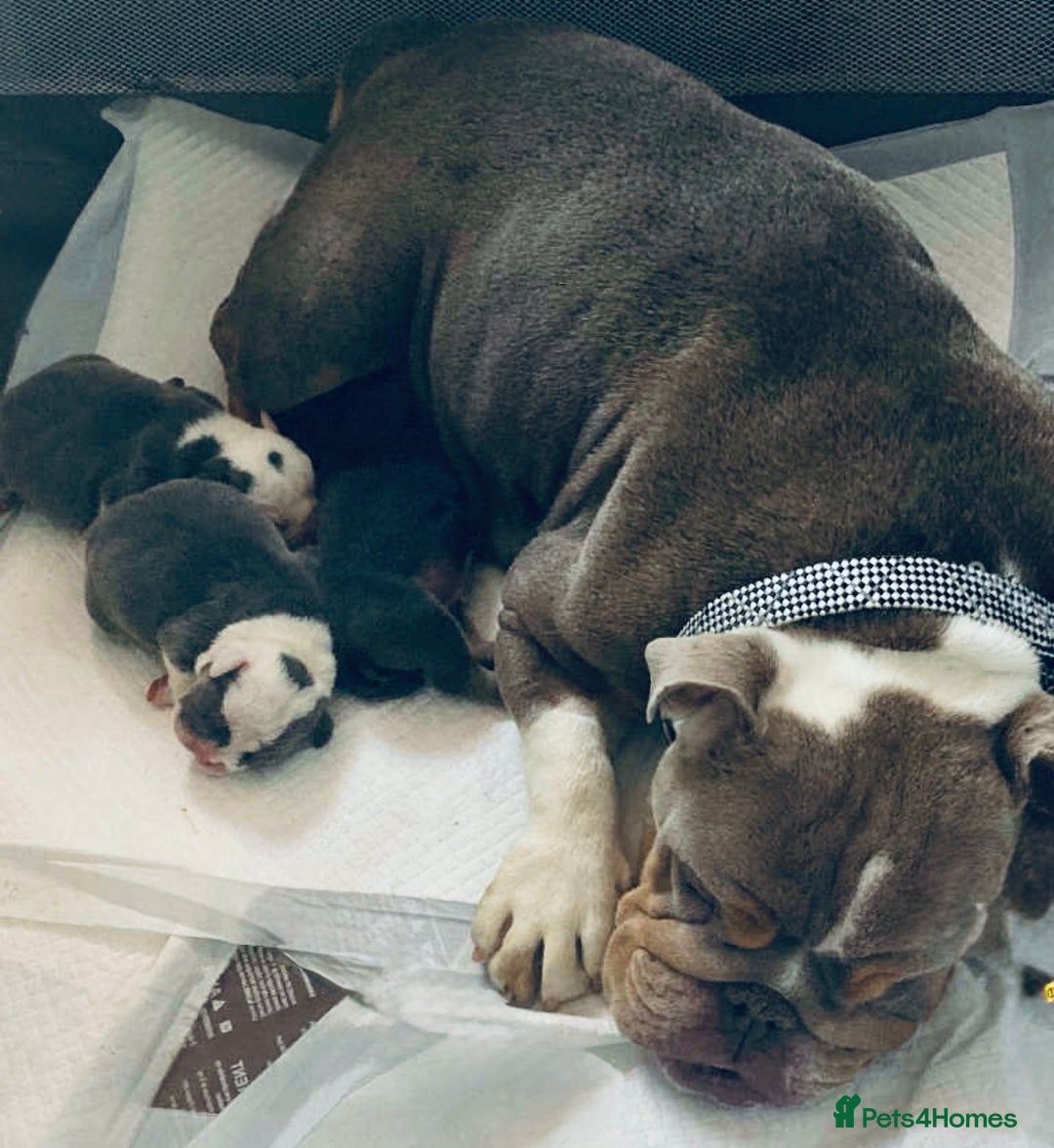English Bulldog dogs for sale: 8 week old beautiful English Bulldog - Advert 1