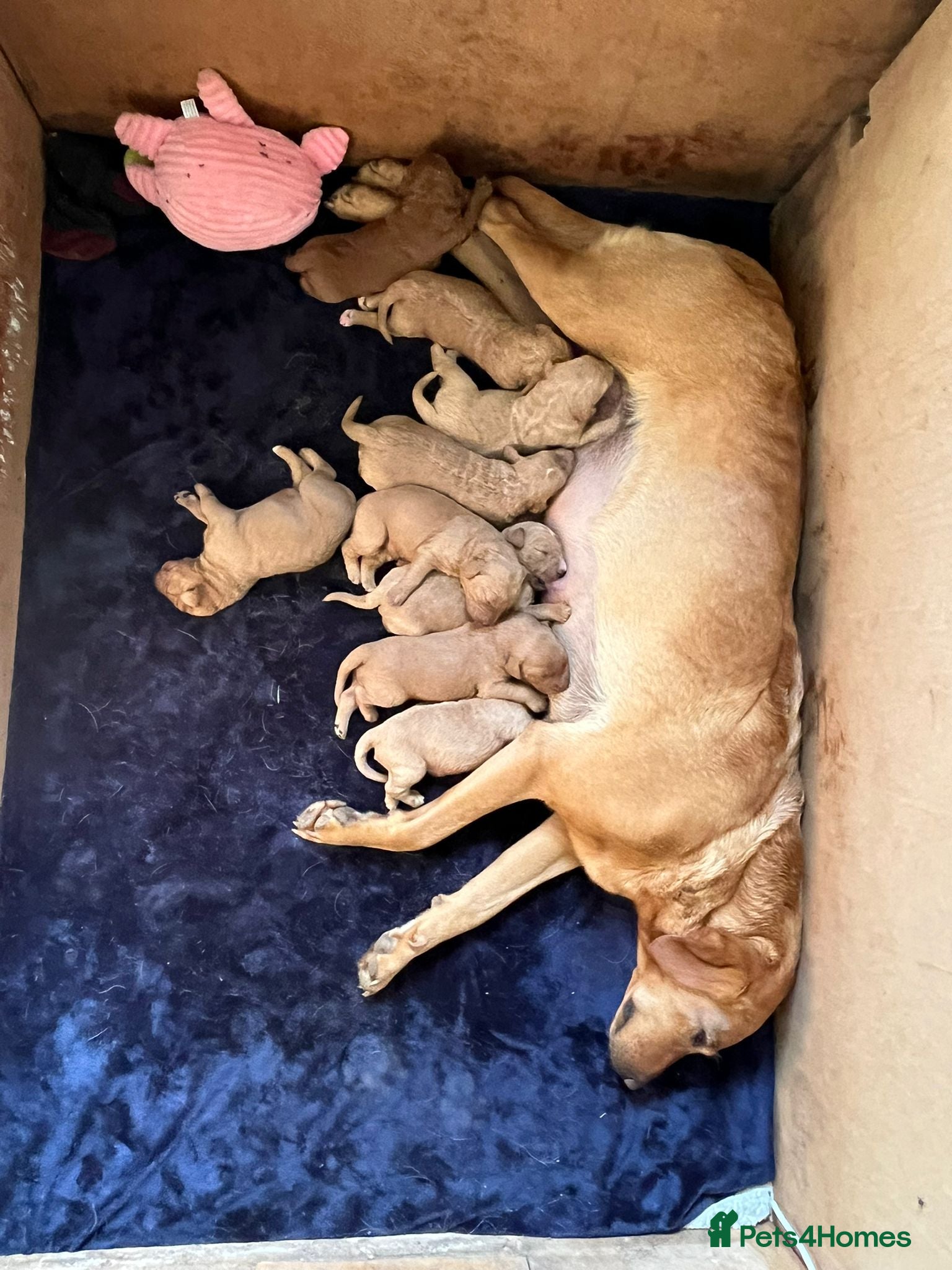 Labradoodle dogs Rare F1 Labradoodle Puppies KC Registered  - Advert 7