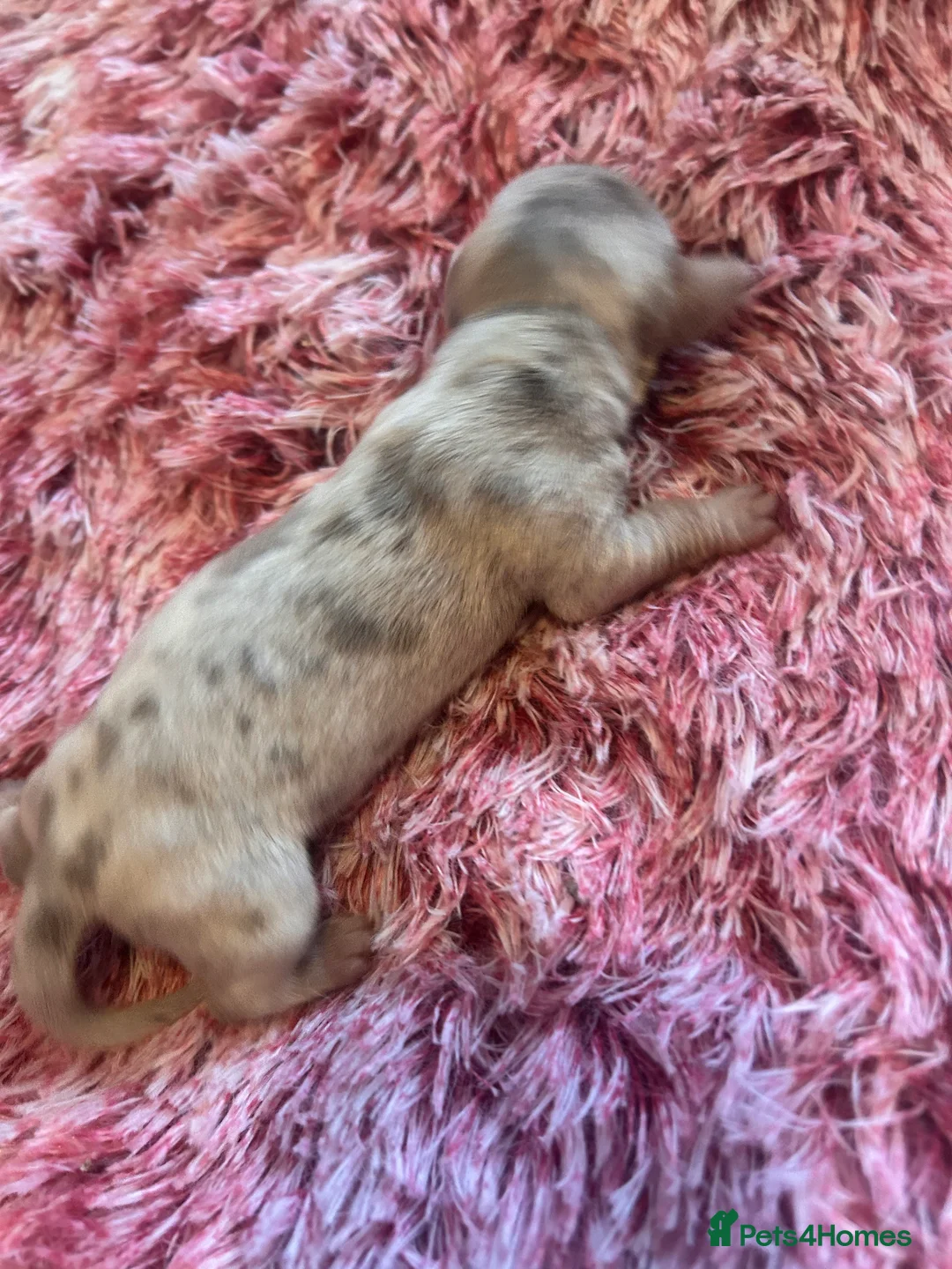 Miniature Dachshund dogs for sale: Stunning Dapple miniature dachshunds  - Advert 17