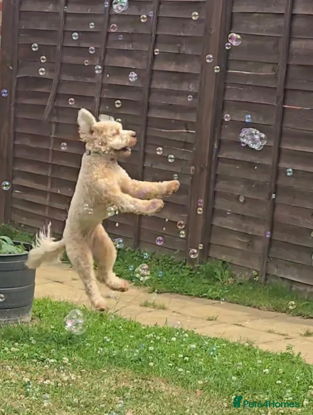 Cavapoochon dogs for sale: Cavapoochon Female – Looking for Forever Home - Advert 2