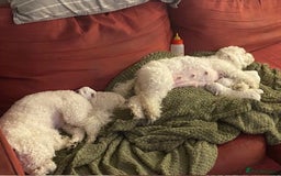 Bichon Frise dogs for sale: last 3 bichon frise remaining - Image 10