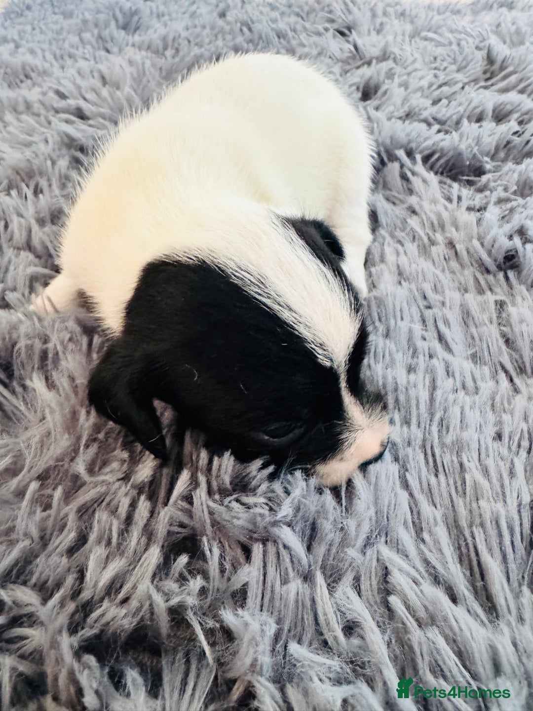 Mixed Breed dogs for sale: 6 gorgeous cocker jacks available  - Image 2
