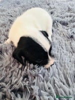 Mixed Breed dogs 6 gorgeous cocker jacks available - Advert 4